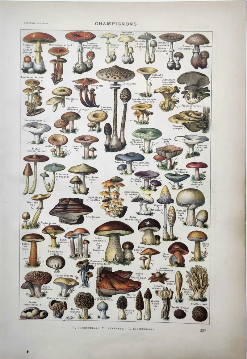 LU11922CHAM-R-champignons Champignons comestibles et vénéneux en couleurs illustrés par Adolphe Millot, 1922