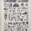 LU11922CHAM-V-champignons Culture et classification scientifique des champignons, planche encyclopédique de 1922