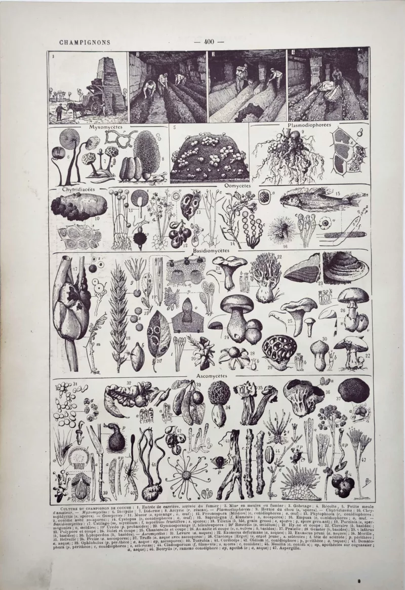 LU11922CHAM-V-champignons Culture et classification scientifique des champignons, planche encyclopédique de 1922