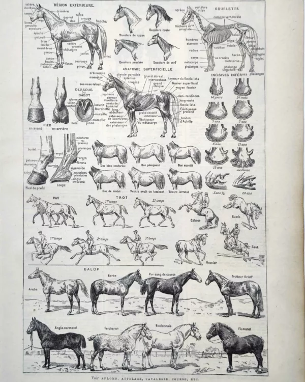 LU11922CHEV-R-cheval Cheval, anatomie, squelette, allures et races illustrés par Adolphe Millot, 1922