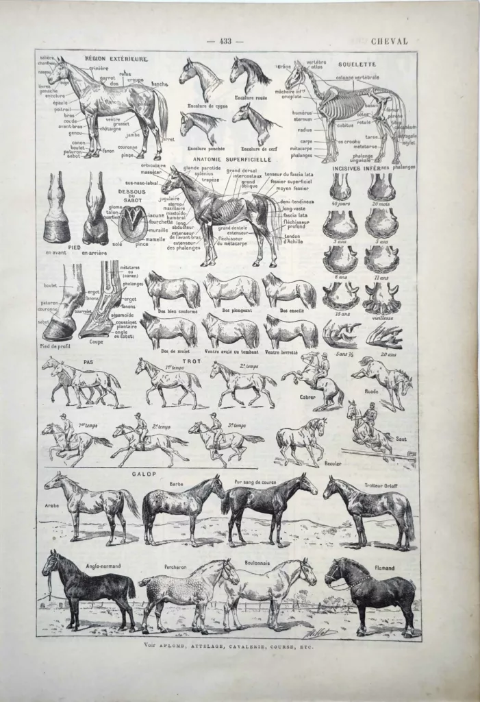 Cheval, anatomie, squelette, allures et races illustrés par Adolphe Millot, 1922