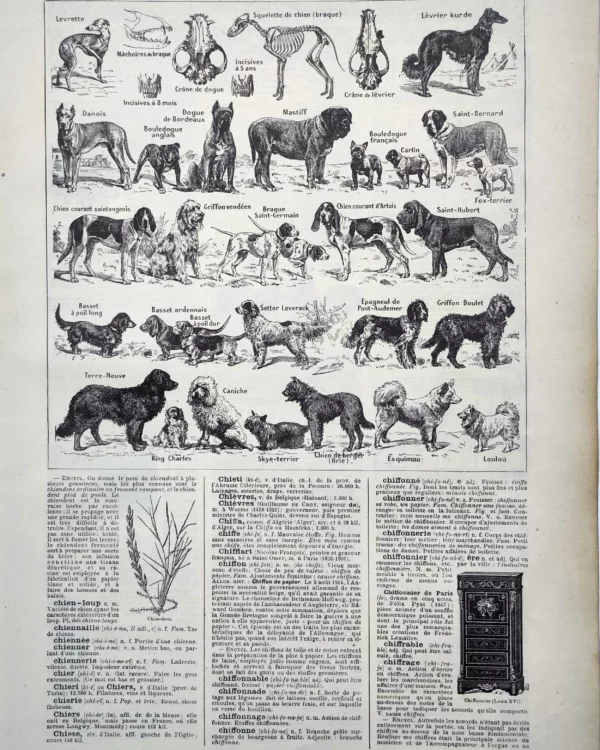 LU11922CHIE-R-chiens Races de chiens et anatomie canine avec squelette et crânes, planche zoologique de 1922