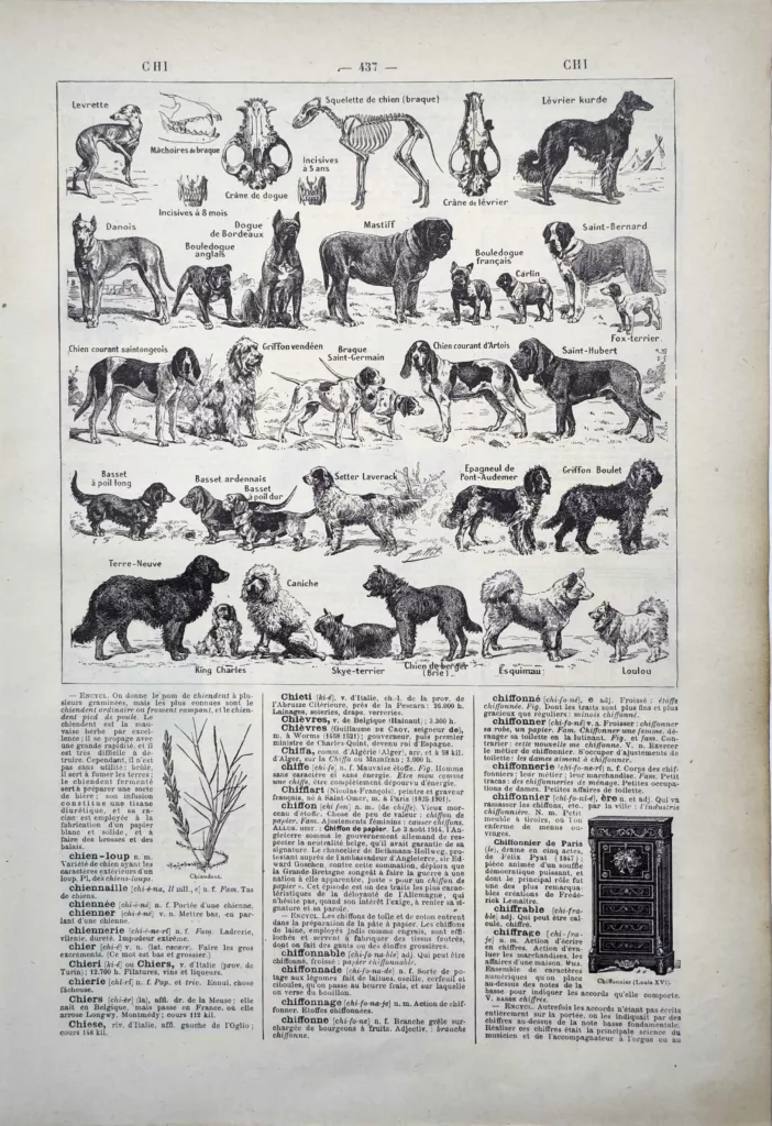 Races de chiens et anatomie canine avec squelette et crânes, planche zoologique de 1922