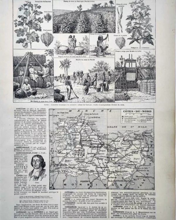 LU11922COTT-R-cotton Cotonnier, récolte du coton, fibres et mise en balles, planche encyclopédique de 1922