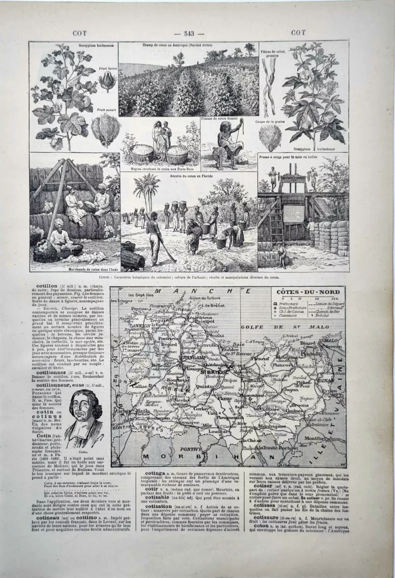 Cotonnier, récolte du coton, fibres et mise en balles, planche encyclopédique de 1922