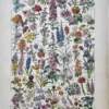 Fleurs de jardin et fleurs ornementales en couleurs, planche botanique d’Adolphe Millot de 1922