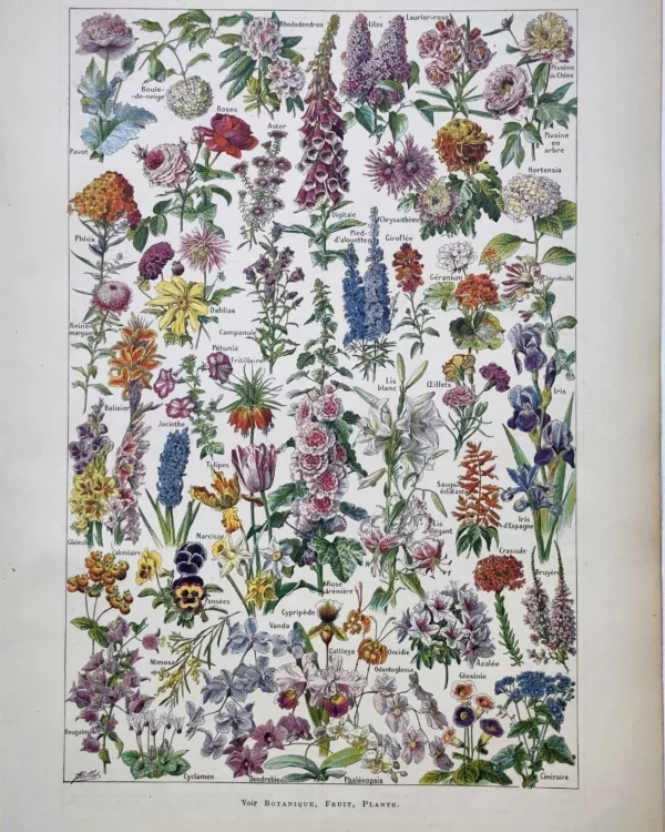 LU11922FLEU-R-fleurs Fleurs de jardin et fleurs ornementales en couleurs, planche botanique d’Adolphe Millot de 1922
