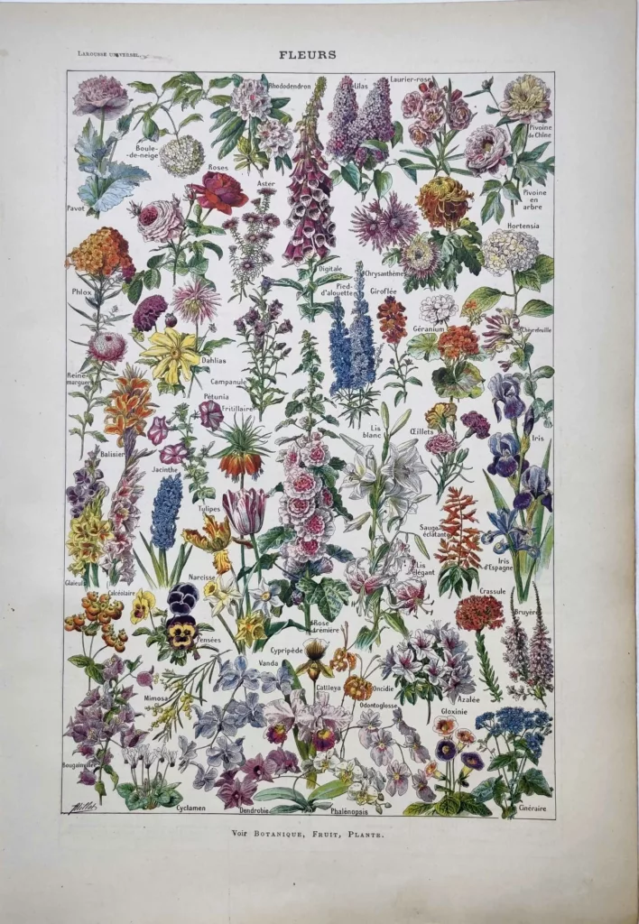 Fleurs de jardin et fleurs ornementales en couleurs, planche botanique d’Adolphe Millot de 1922