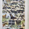 LU11922FORT-R-fourrures Animaux à fourrure en couleurs, loups, renards, loutres et mammifères, Adolphe Millot, 1922