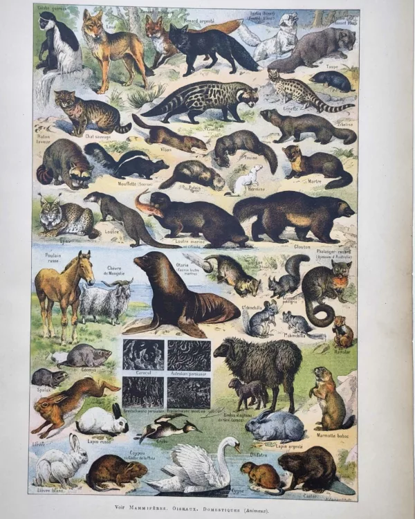 LU11922FORT-R-fourrures Animaux à fourrure en couleurs, loups, renards, loutres et mammifères, Adolphe Millot, 1922