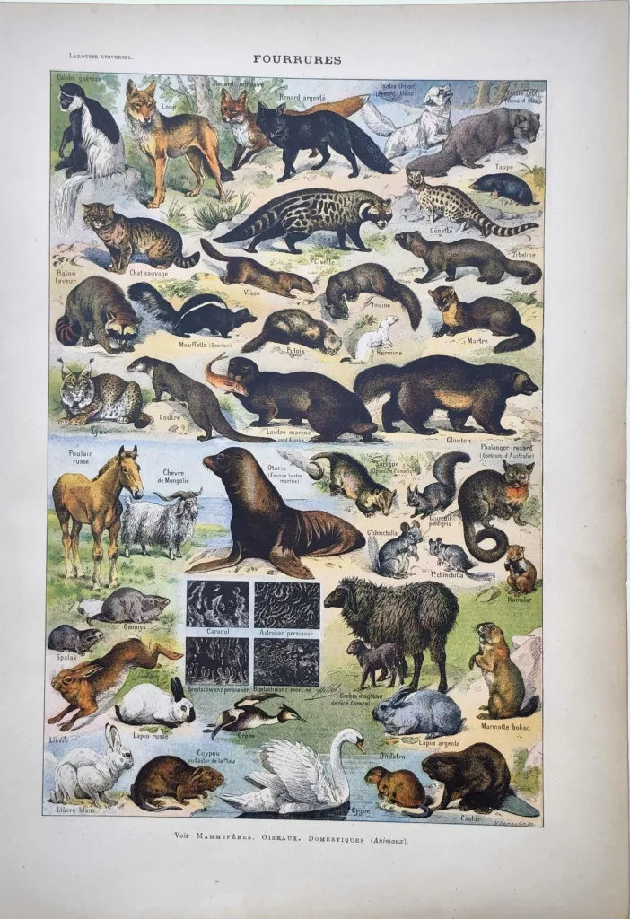 Animaux à fourrure en couleurs, loups, renards, loutres et mammifères, Adolphe Millot, 1922