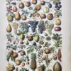 LU11922FRUI-R-fruits Fruits en couleurs, pommes, poires, raisins, agrumes et fruits exotiques, planche botanique de 1922