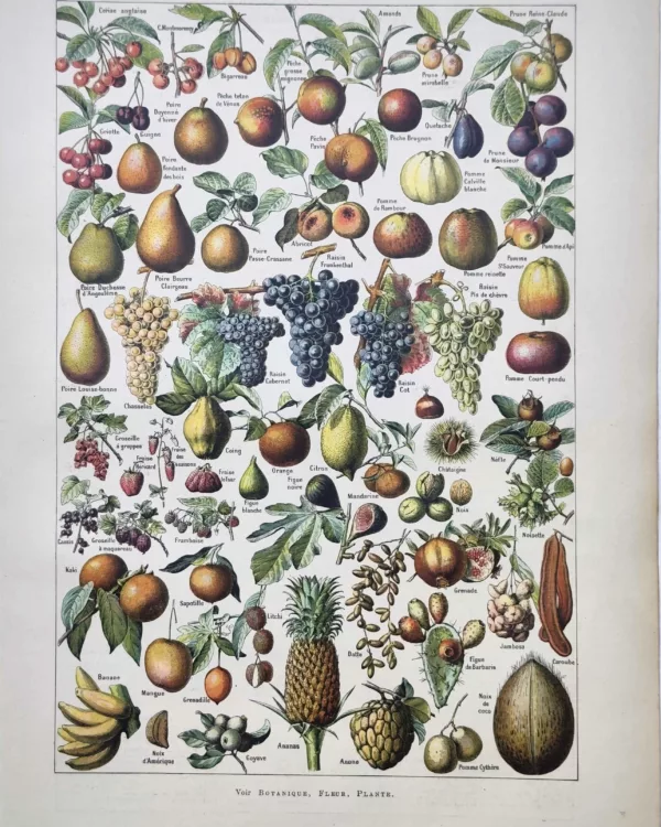LU11922FRUI-R-fruits Fruits en couleurs, pommes, poires, raisins, agrumes et fruits exotiques, planche botanique de 1922