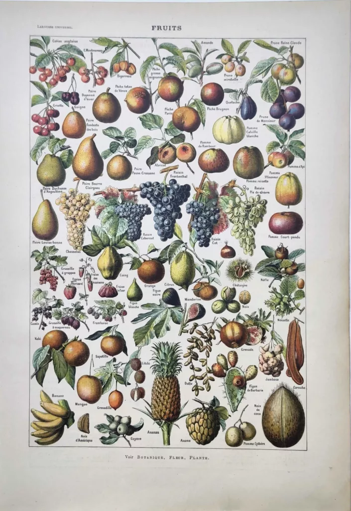 Fruits en couleurs, pommes, poires, raisins, agrumes et fruits exotiques, planche botanique de 1922