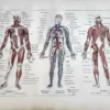 LU11922HOMM-R-anatomie Anatomie humaine, muscles et circulation sanguine, planche médicale ancienne 1922