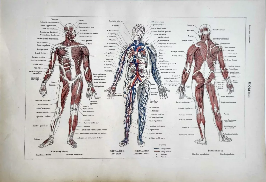 Anatomie humaine, muscles et circulation sanguine, planche médicale ancienne 1922
