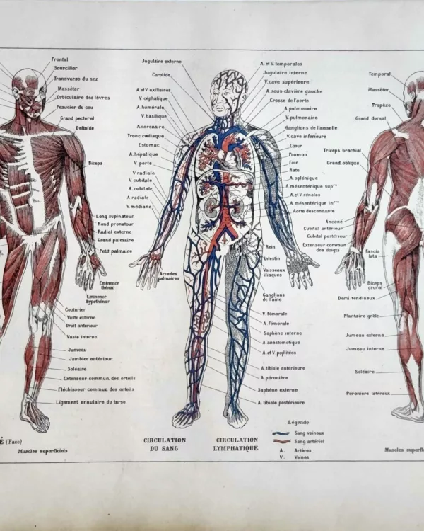 LU11922HOMM-R-anatomie Anatomie humaine, muscles et circulation sanguine, planche médicale ancienne 1922
