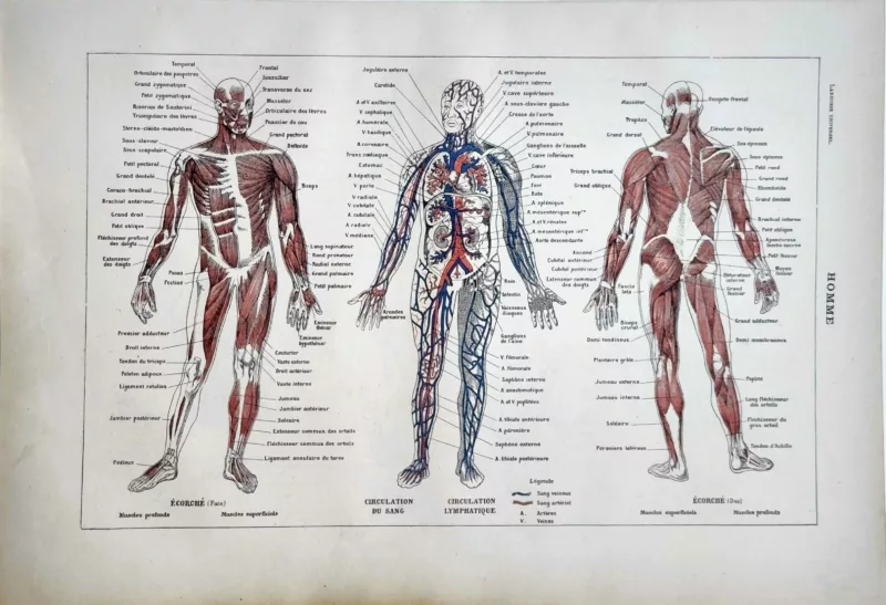 LU11922HOMM-R-anatomie Anatomie humaine, muscles et circulation sanguine, planche médicale ancienne 1922