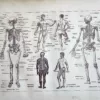 LU11922HOMM-V-anatomie Anatomie humaine, squelette et système nerveux, planche médicale ancienne 1922