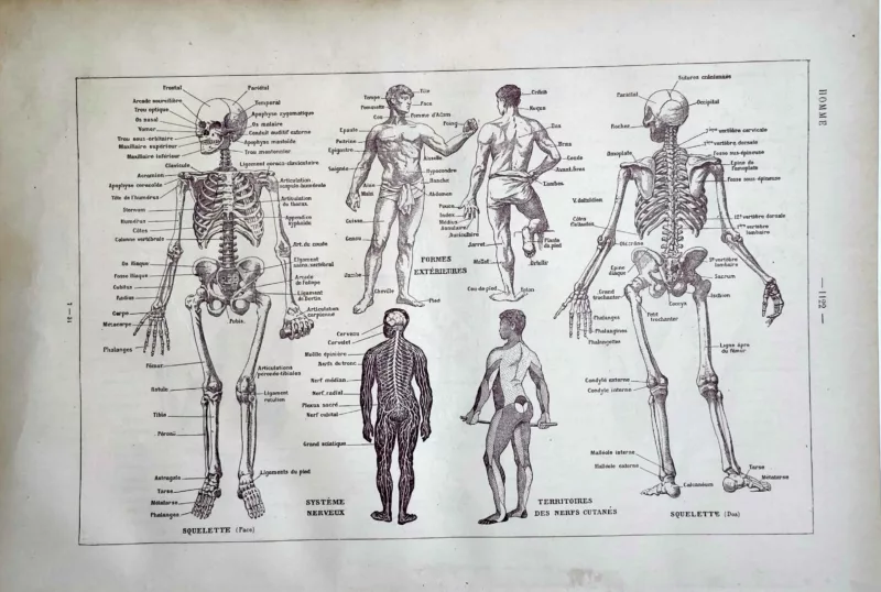 LU11922HOMM-V-anatomie Anatomie humaine, squelette et système nerveux, planche médicale ancienne 1922
