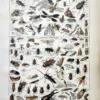 Insectes utiles et nuisibles en couleurs, planche zoologique d’Adolphe Millot 1922