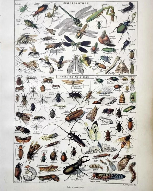 Insectes utiles et nuisibles en couleurs, planche zoologique d’Adolphe Millot 1922