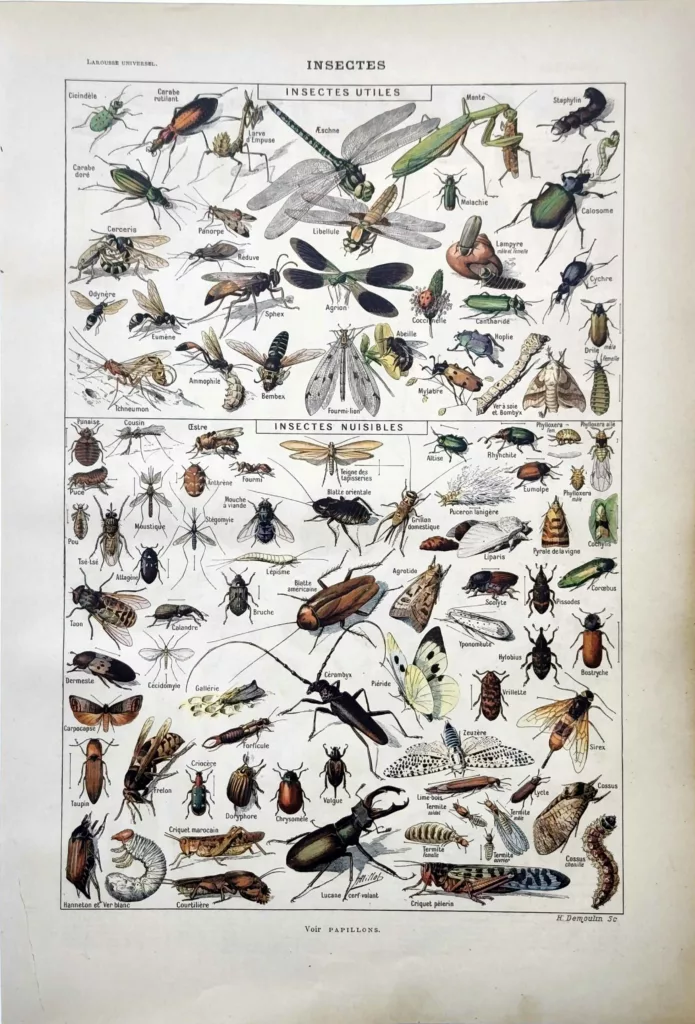 Insectes utiles et nuisibles en couleurs, planche zoologique d’Adolphe Millot 1922