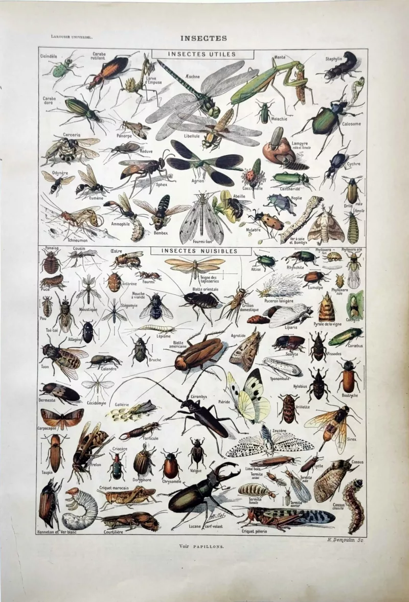 Insectes utiles et nuisibles en couleurs, planche zoologique d’Adolphe Millot 1922