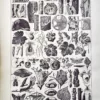 Insectes nuisibles, larves et dégâts sur les plantes, planche zoologique de 1922