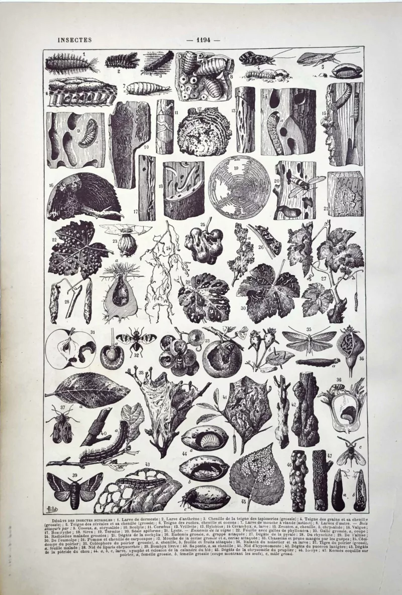 Insectes nuisibles, larves et dégâts sur les plantes, planche zoologique de 1922