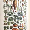 LU21923LEGU-R-Legumes-plantes-potageres Légumes et plantes potagères en couleurs, planche botanique d’Adolphe Millot, 1923