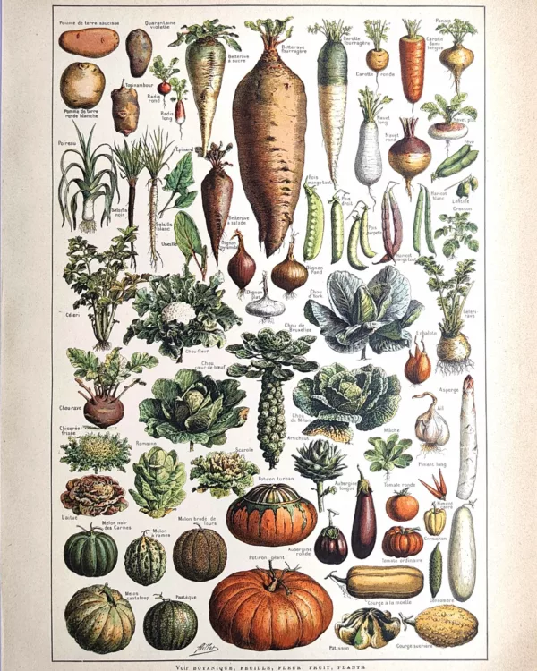 LU21923LEGU-R-Legumes-plantes-potageres Légumes et plantes potagères en couleurs, planche botanique d’Adolphe Millot, 1923