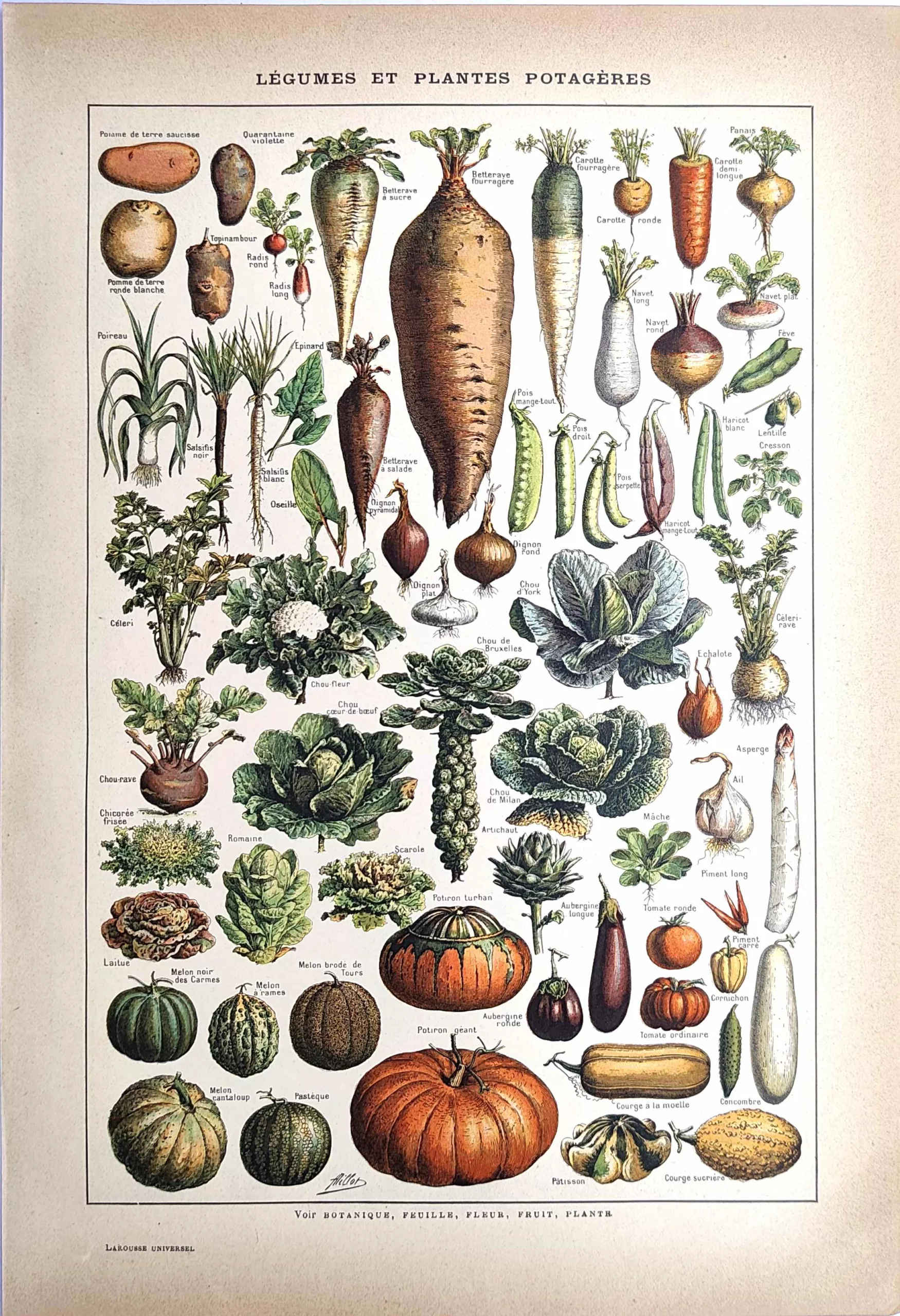 Légumes et plantes potagères en couleurs, planche botanique d’Adolphe Millot, 1923