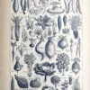 LU21923LEGU-V-Legumes-plantes-potageres Variétés de légumes et plantes potagères en noir et blanc, planche de 1923