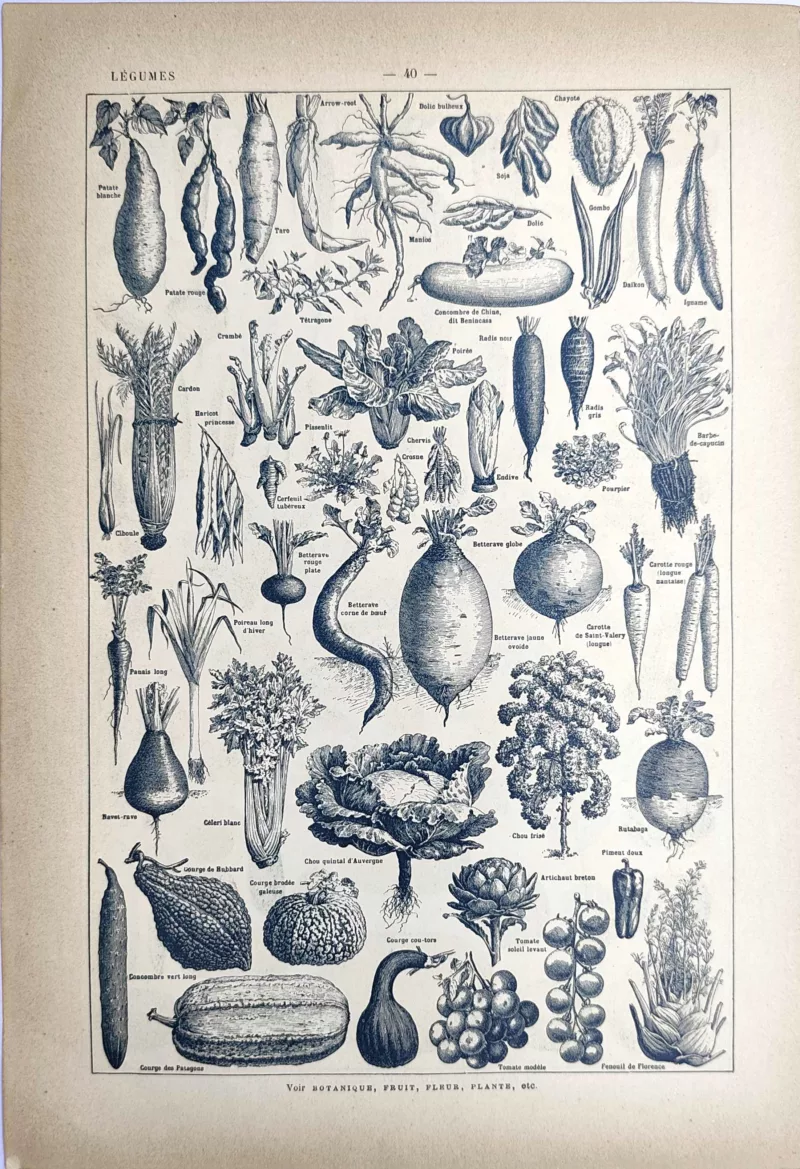 LU21923LEGU-V-Legumes-plantes-potageres Variétés de légumes et plantes potagères en noir et blanc, planche de 1923