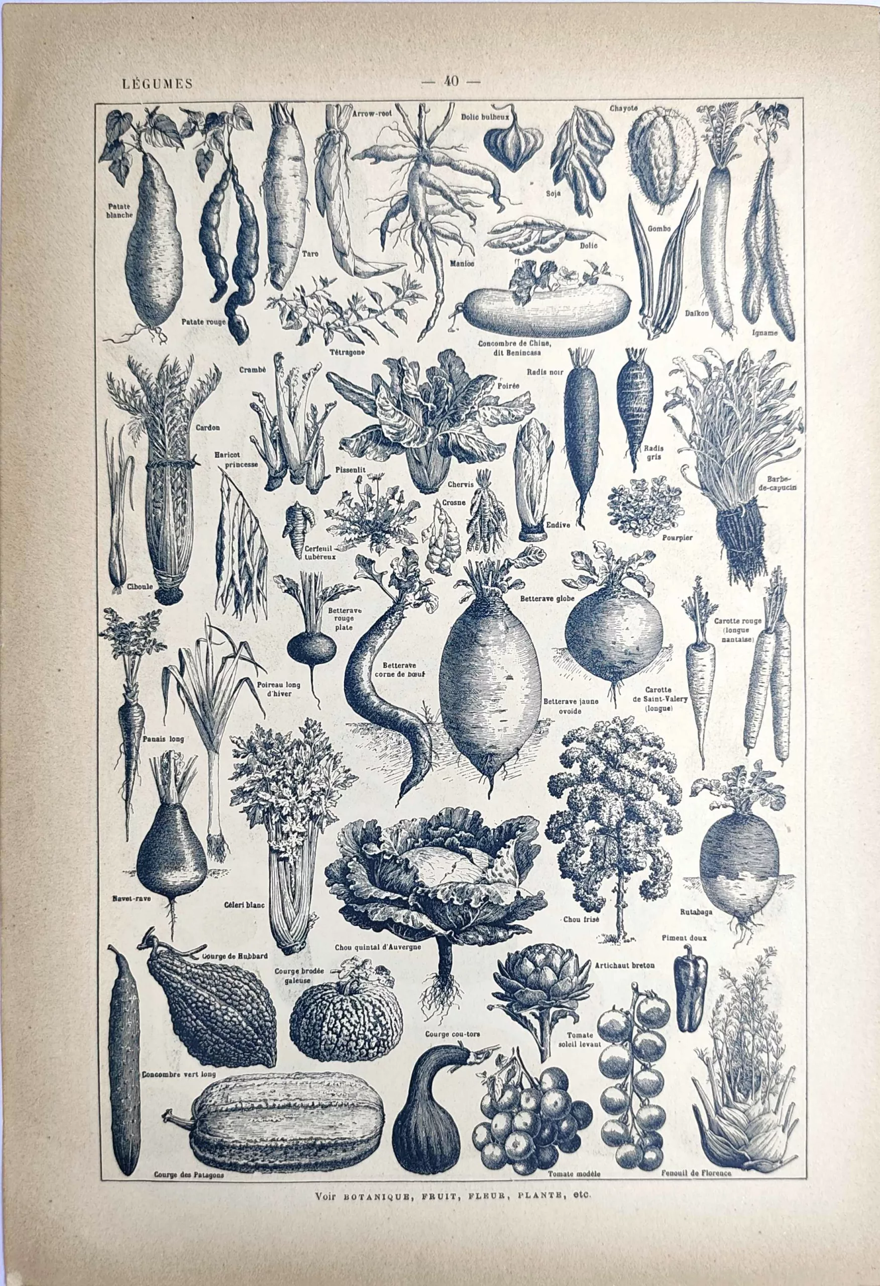 Variétés de légumes et plantes potagères en noir et blanc, planche de 1923