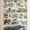 Mammifères en couleurs, primates, félins, ours et animaux marins, Adolphe Millot, 1923
