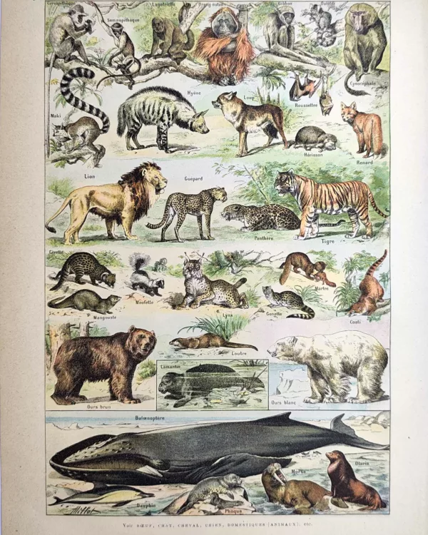 Mammifères en couleurs, primates, félins, ours et animaux marins, Adolphe Millot, 1923