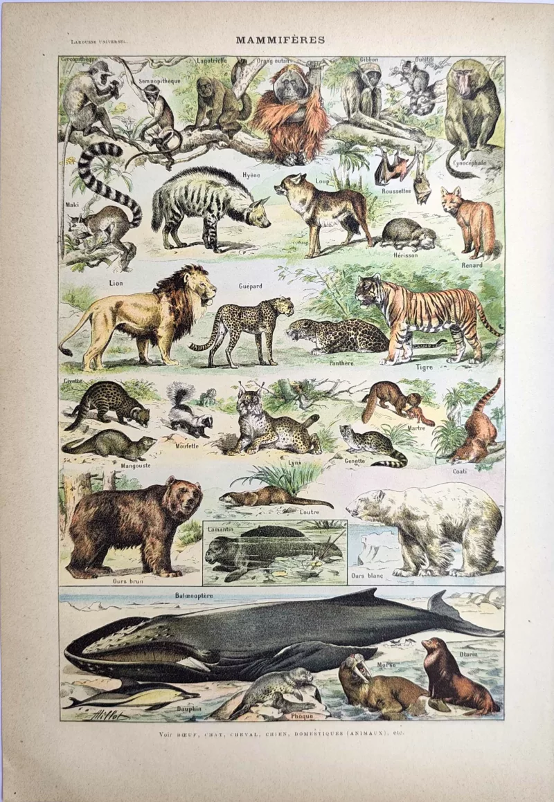 Mammifères en couleurs, primates, félins, ours et animaux marins, Adolphe Millot, 1923