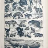 Mammifères, primates, carnivores et cétacés en noir et blanc, Adolphe Millot, 1923