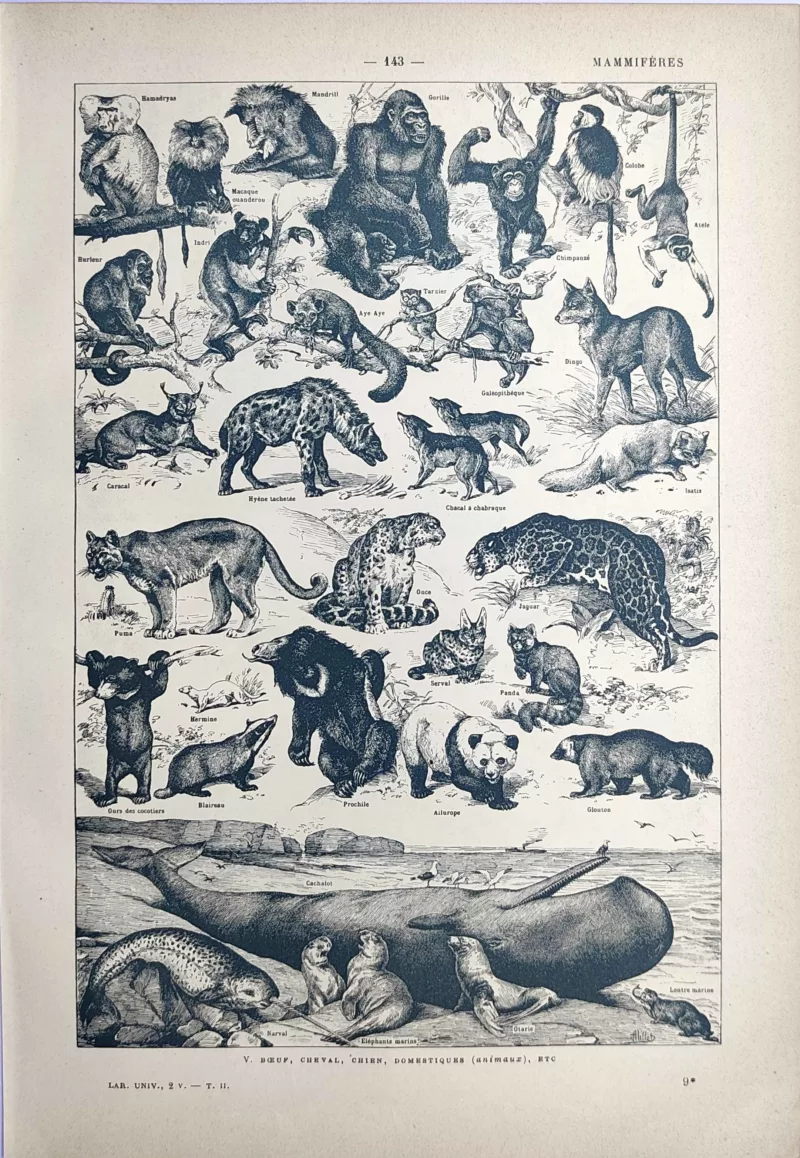 Mammifères, primates, carnivores et cétacés en noir et blanc, Adolphe Millot, 1923