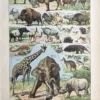 LU21923MAME-R-Mammifere-elephant Grands mammifères en couleurs, girafe, éléphant, rhinocéros et hippopotame, Adolphe Millot, 1923