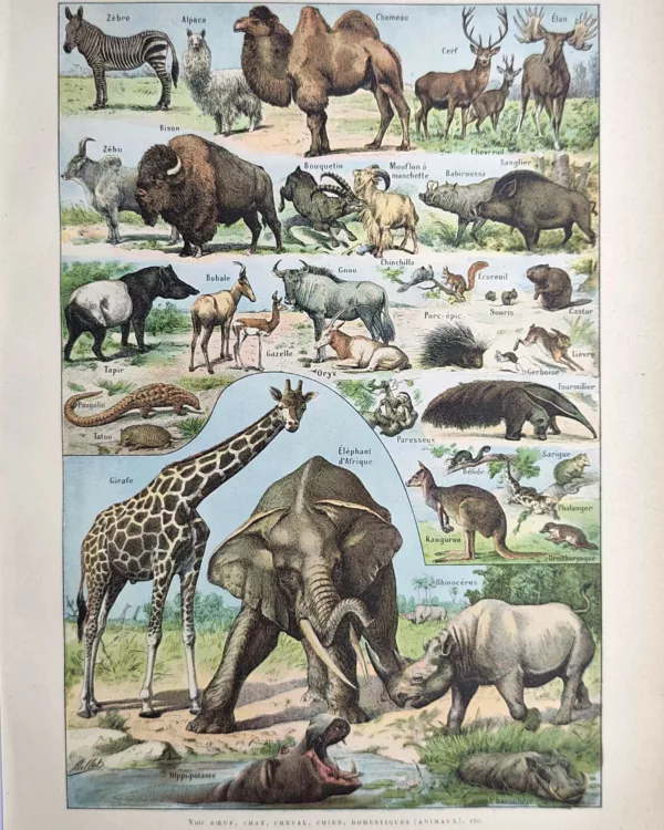 LU21923MAME-R-Mammifere-elephant Grands mammifères en couleurs, girafe, éléphant, rhinocéros et hippopotame, Adolphe Millot, 1923