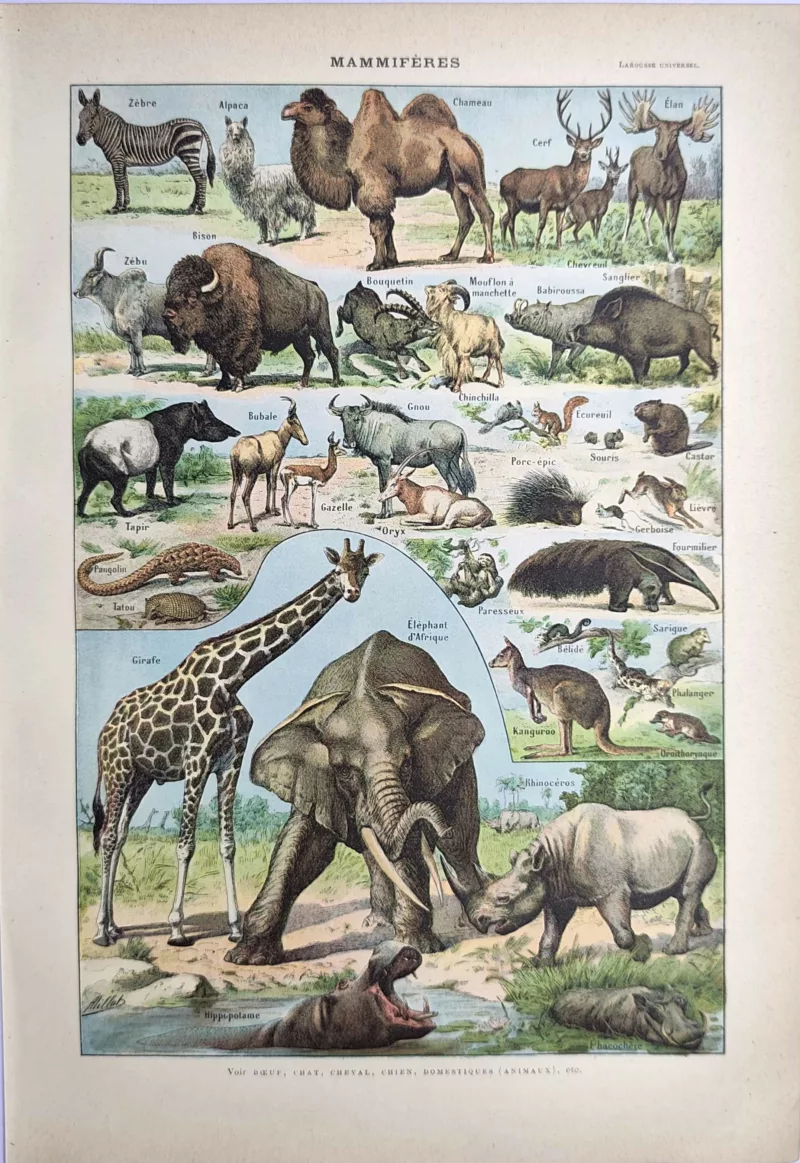 LU21923MAME-R-Mammifere-elephant Grands mammifères en couleurs, girafe, éléphant, rhinocéros et hippopotame, Adolphe Millot, 1923