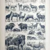 LU21923MAME-V-Mammifere-elephant Mammifères herbivores, éléphants, rhinocéros et ongulés en noir et blanc, Adolphe Millot, 1923