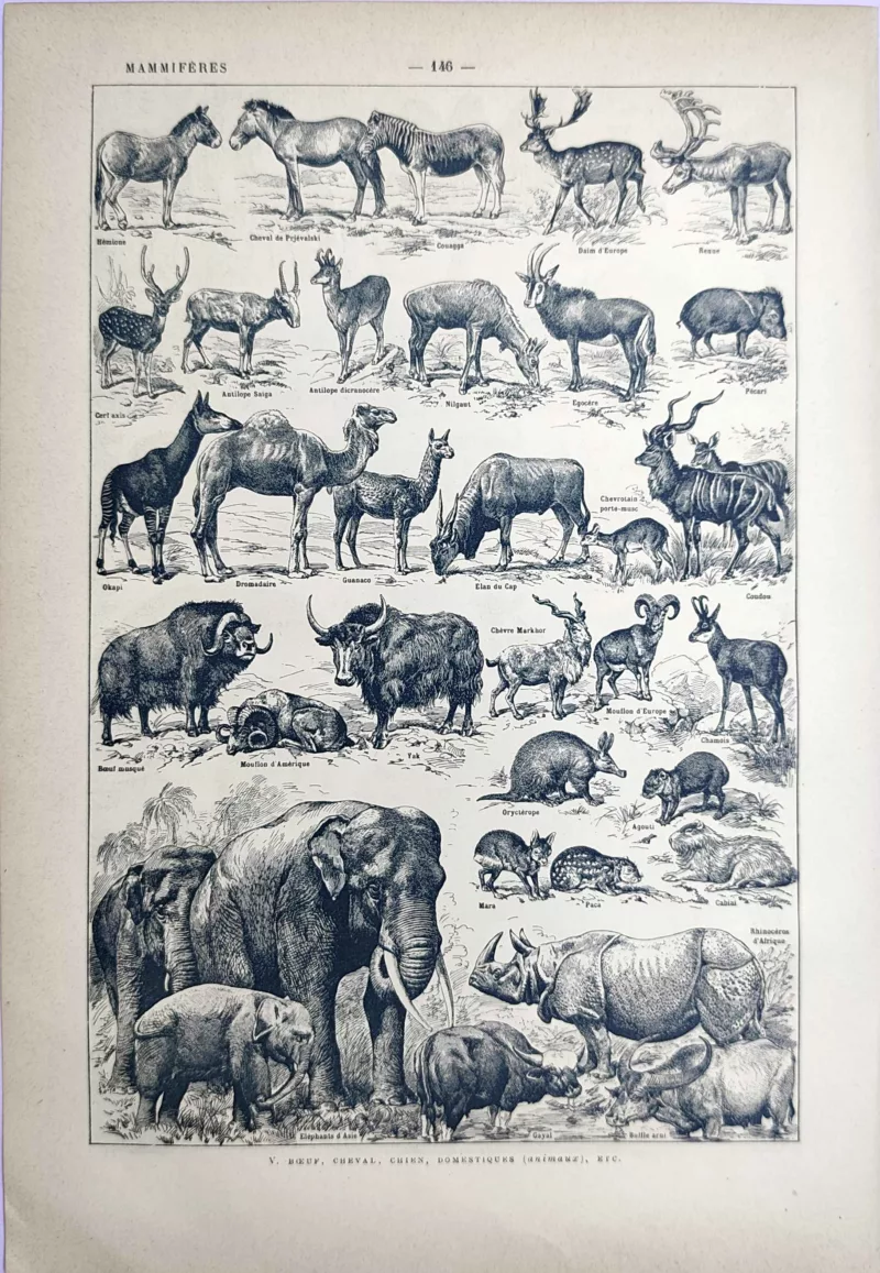 LU21923MAME-V-Mammifere-elephant Mammifères herbivores, éléphants, rhinocéros et ongulés en noir et blanc, Adolphe Millot, 1923