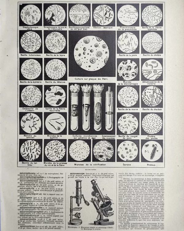 Microbes, bactéries, cultures microbiennes et microscopes, planche scientifique de 1923