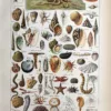 LU21923MOLL-R-Mollusques Mollusques, coquillages, poulpe, étoiles de mer et méduses, planche zoologique en couleurs de 1923