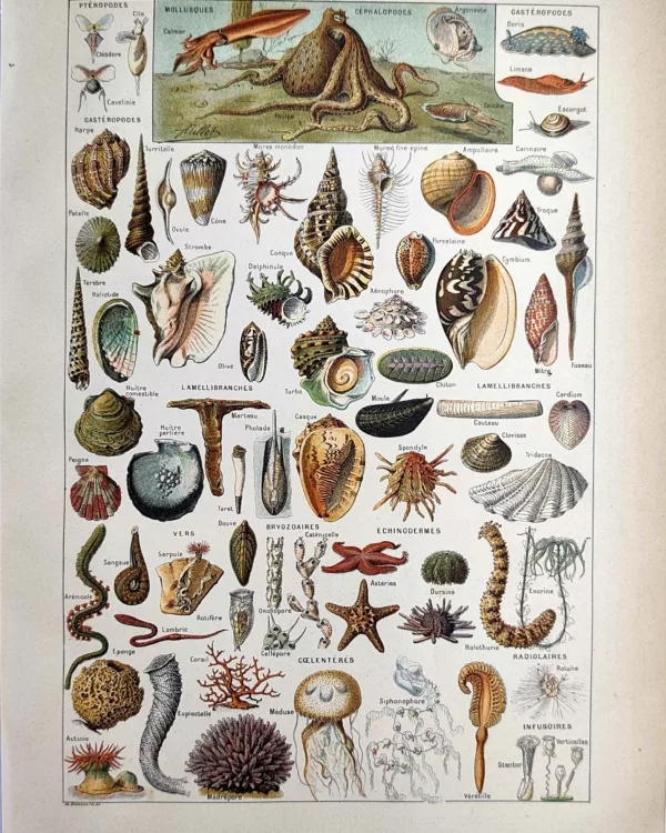Mollusques, coquillages, poulpe, étoiles de mer et méduses, planche zoologique en couleurs de 1923