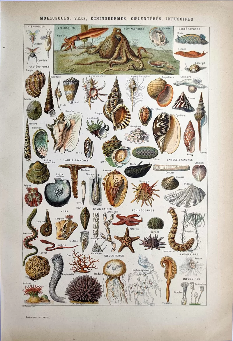 LU21923MOLL-R-Mollusques Mollusques, coquillages, poulpe, étoiles de mer et méduses, planche zoologique en couleurs de 1923